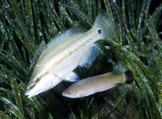 Symphodus melanocercus (Tordo codanera)